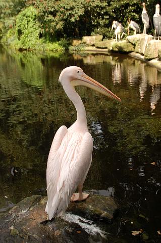 dierentuin emmen_0946